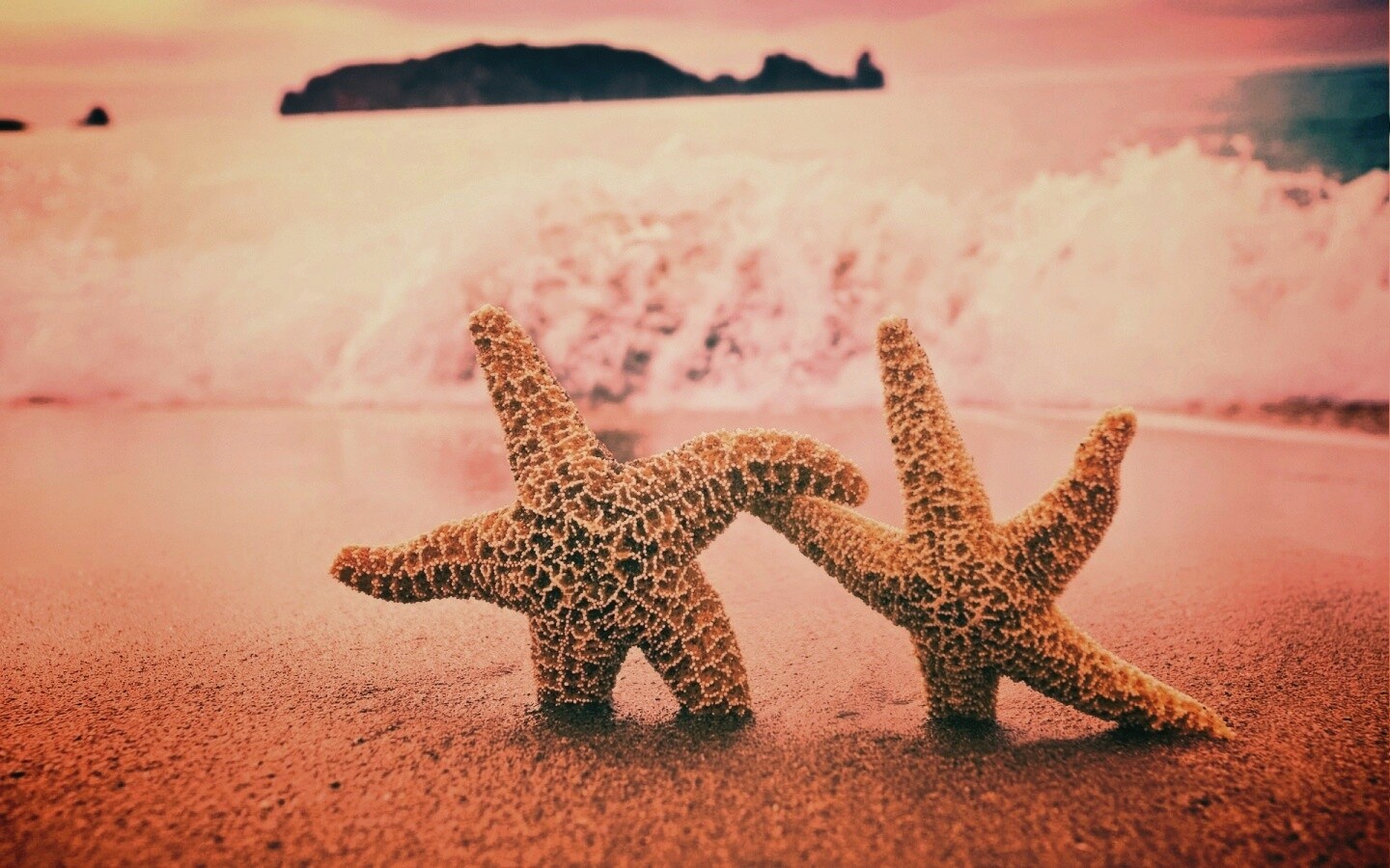 Две морские звезды обои