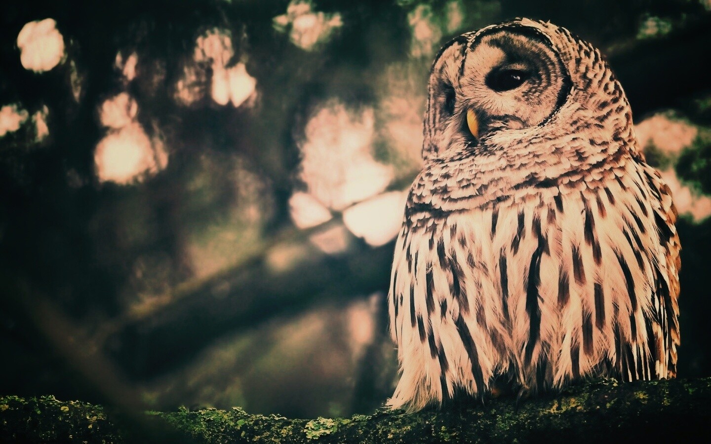 Сова на ветке обои