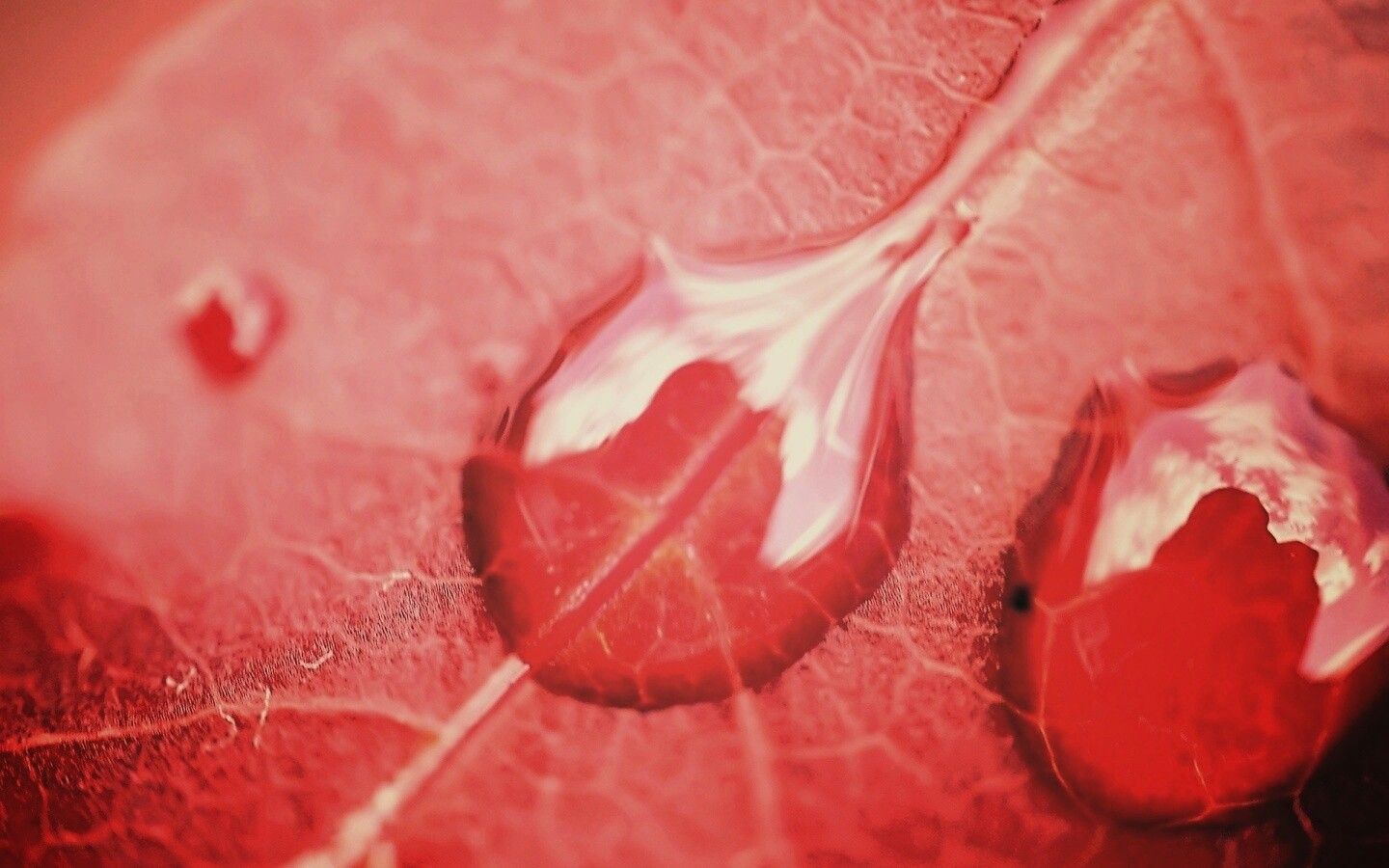 Две капли на красном листке обои