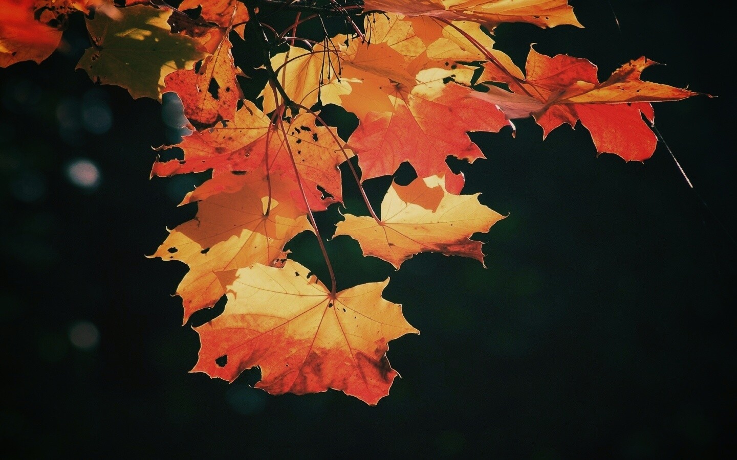 Колоритные осенние листья обои