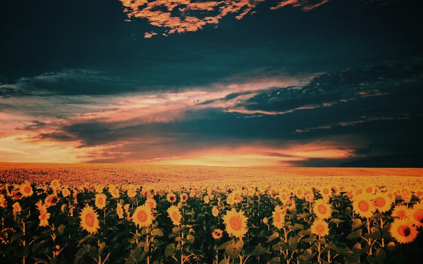 Целое поле подсолнухов обои