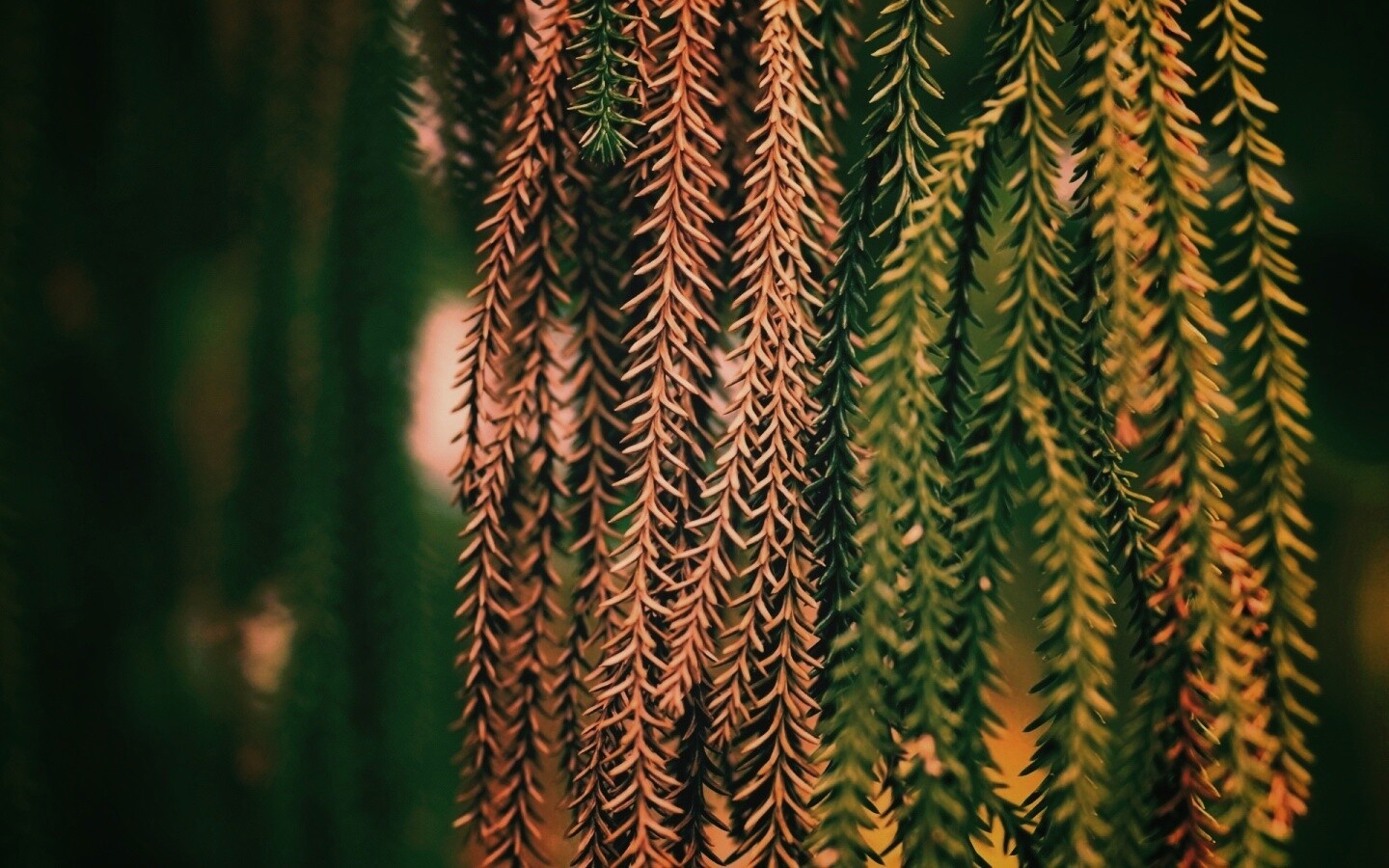 Зеленые колючки обои