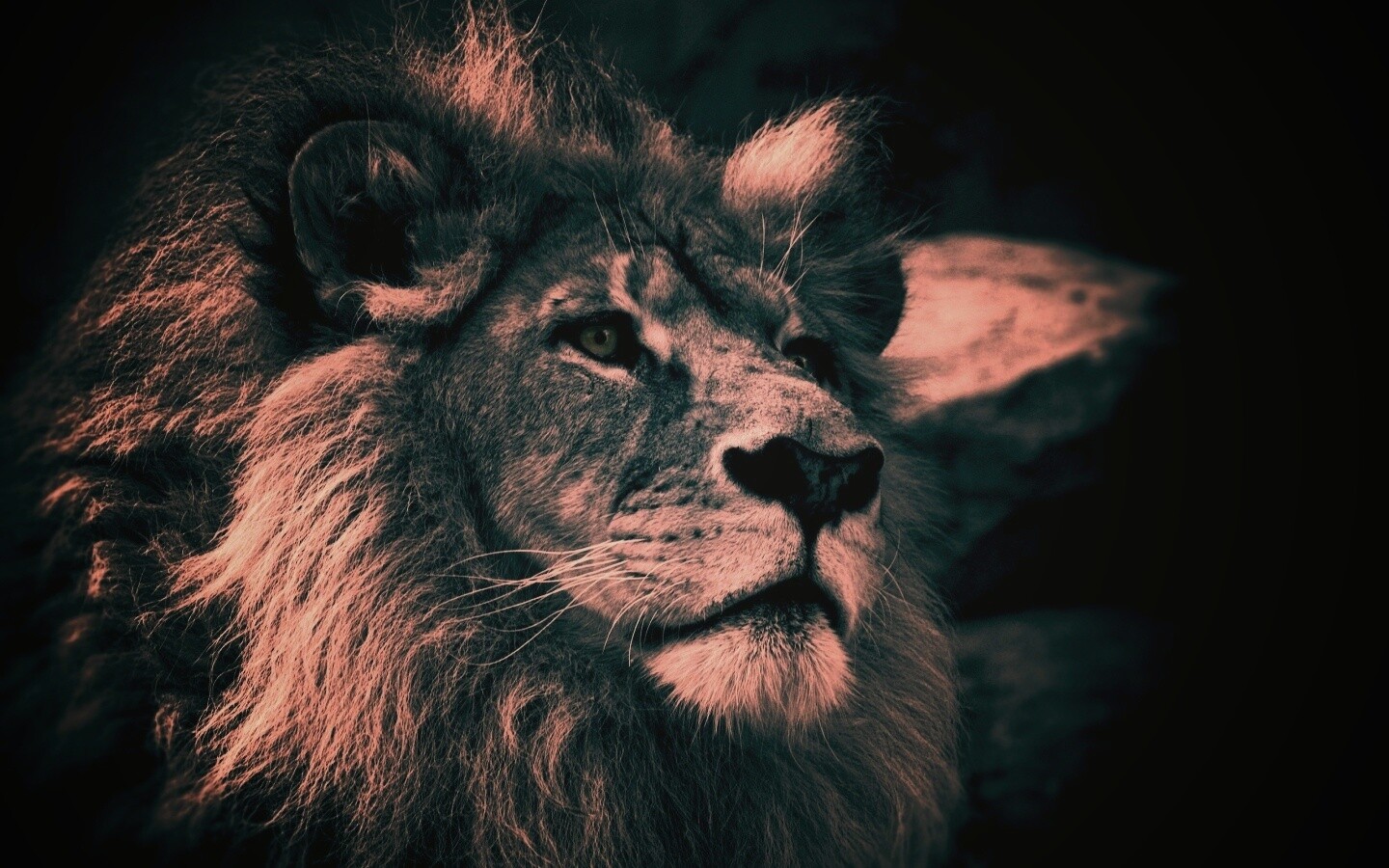 Гордый черно-белый лев обои