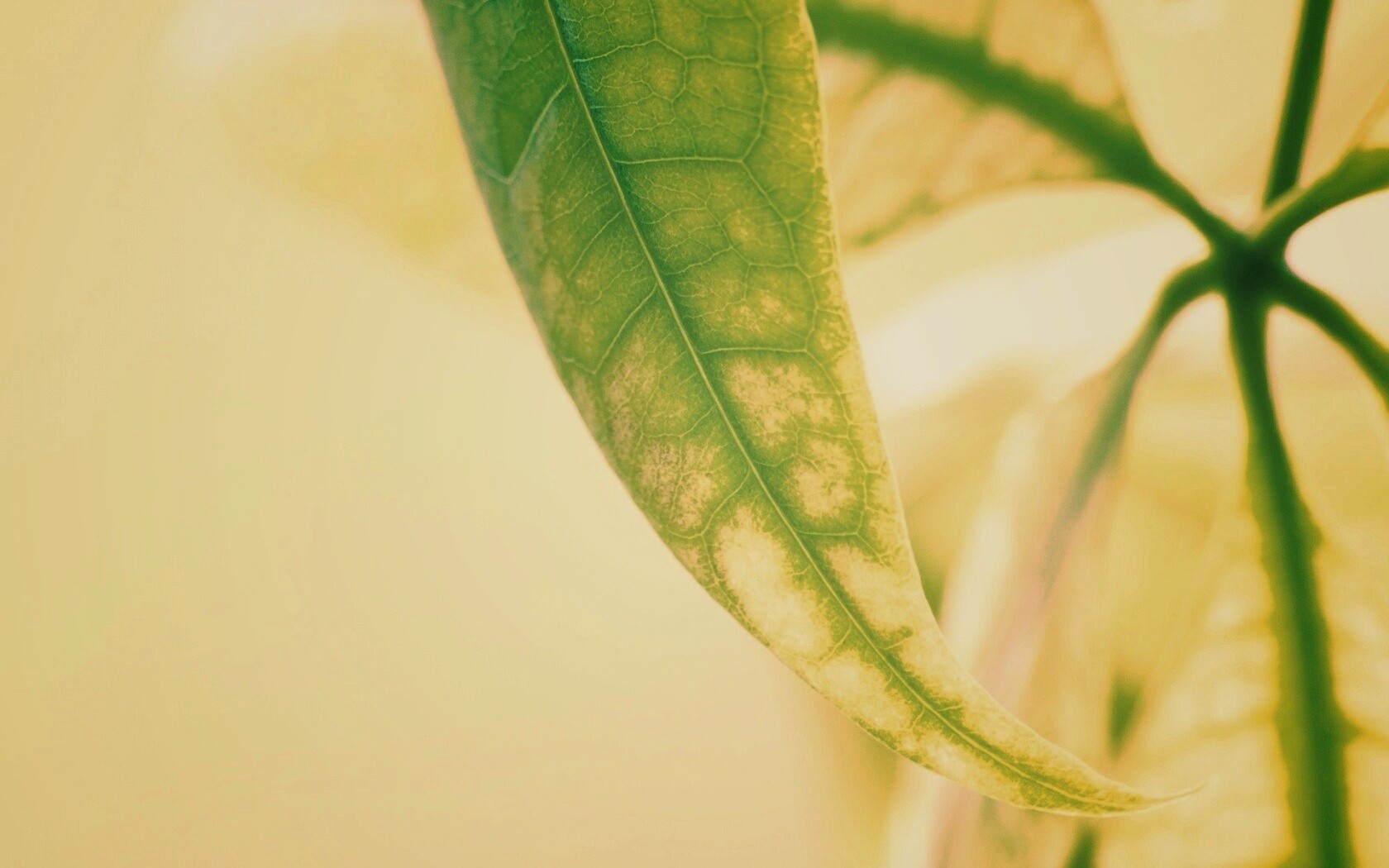 Зеленый листок обои