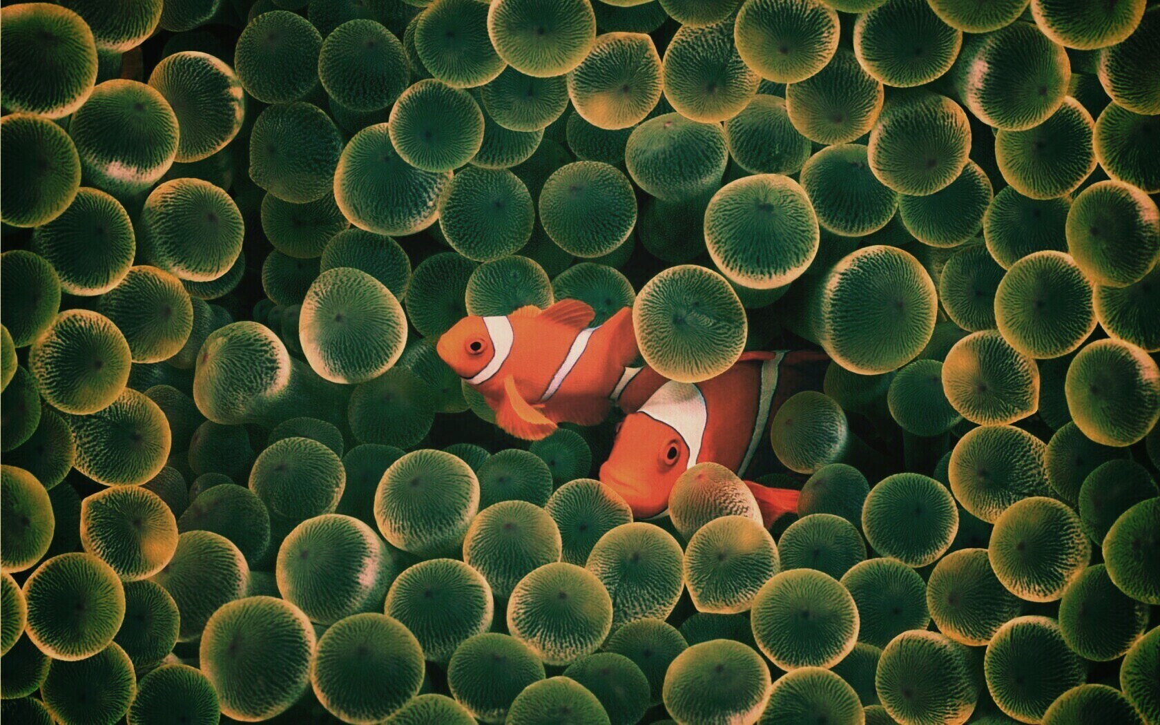 Рыбка клоун стандартные обои iPhone обои