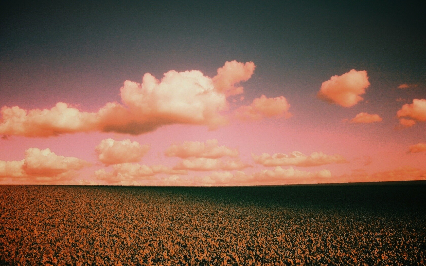 Обака над бескрайними полями обои