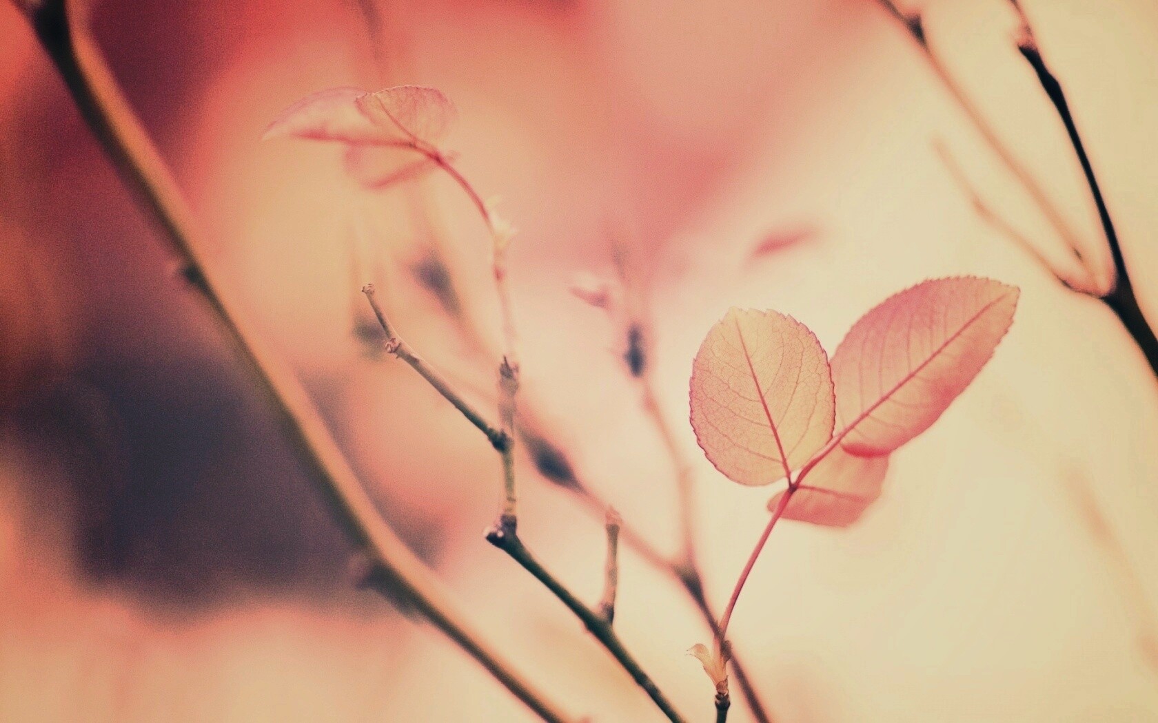 Красные листики обои