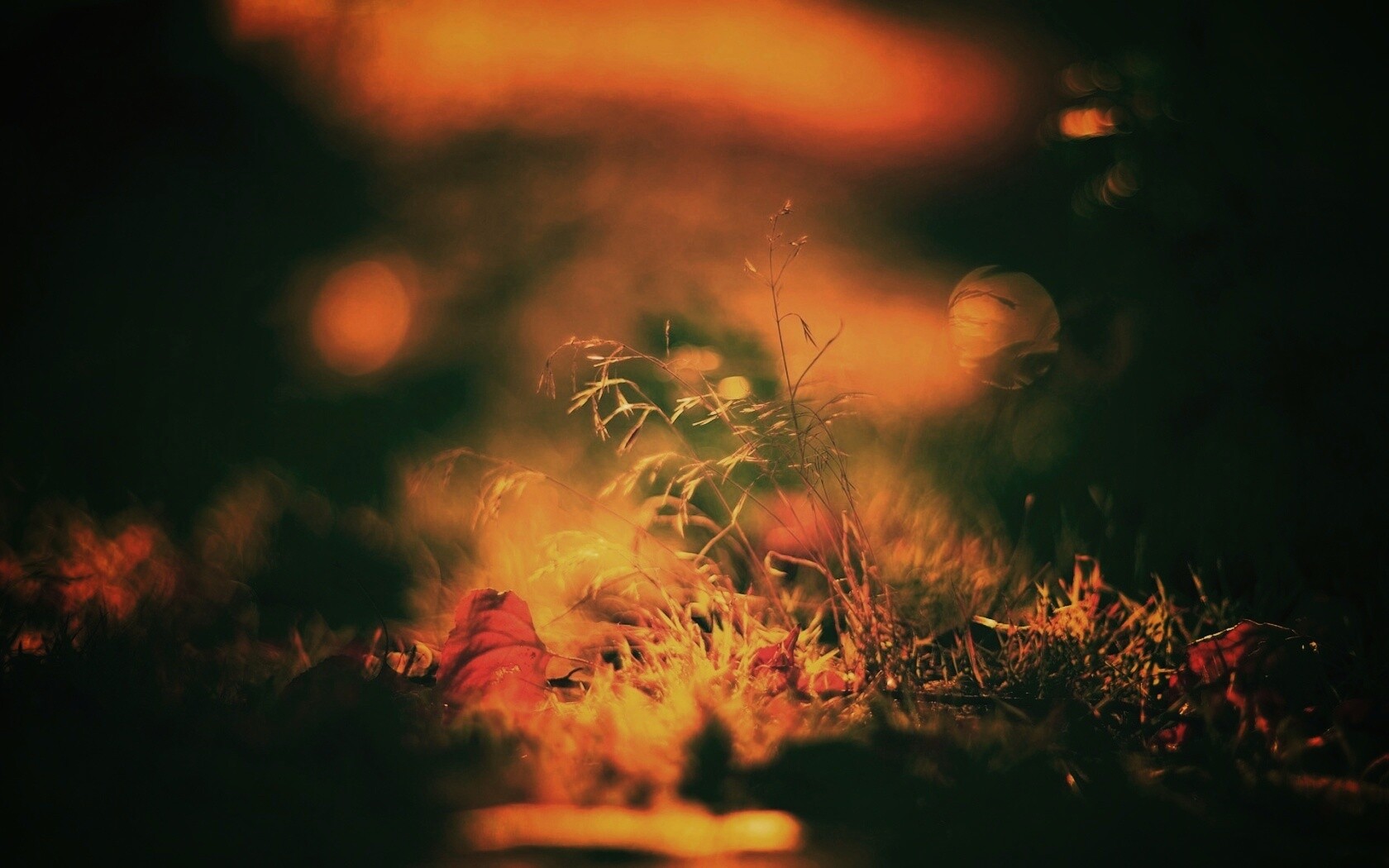 Осенняя травинка обои