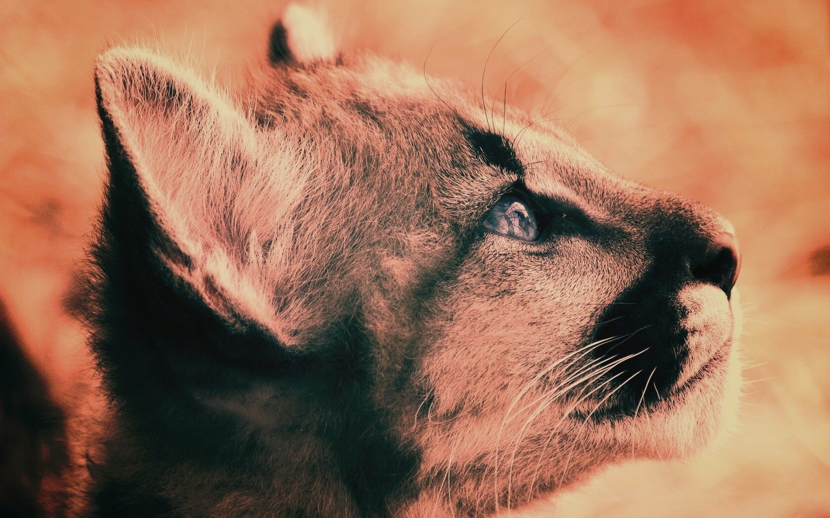 Оцелот смотрит вдаль обои