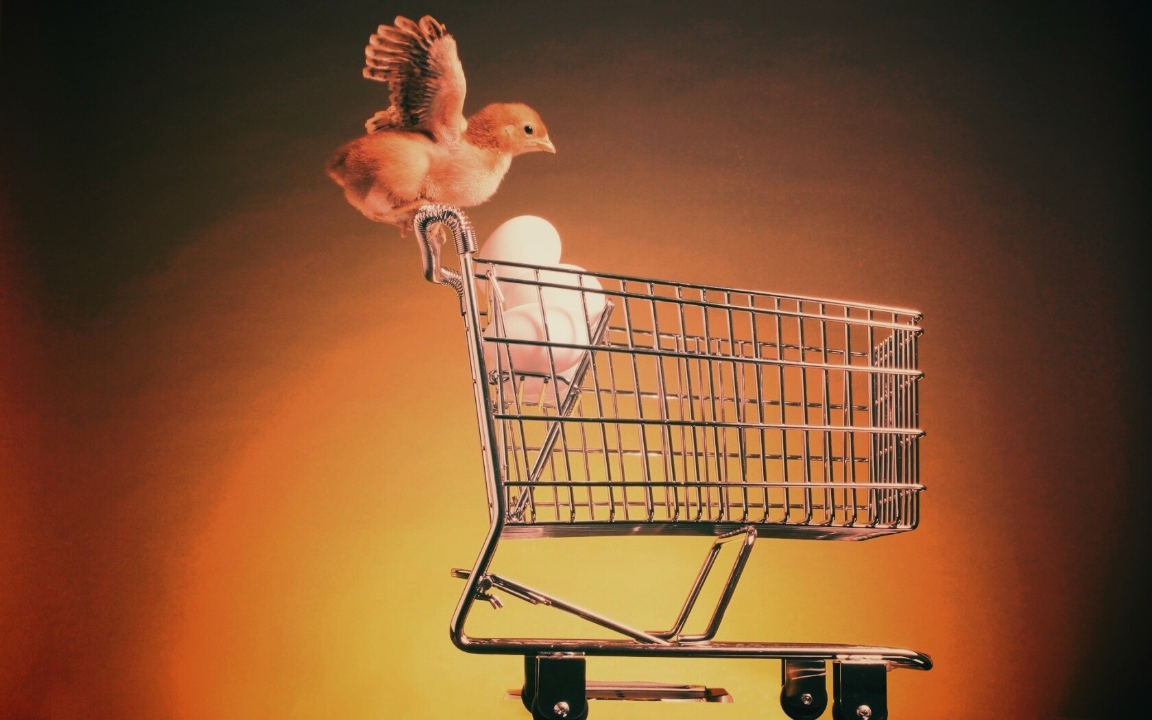 Цыплёнок покупает яйца обои
