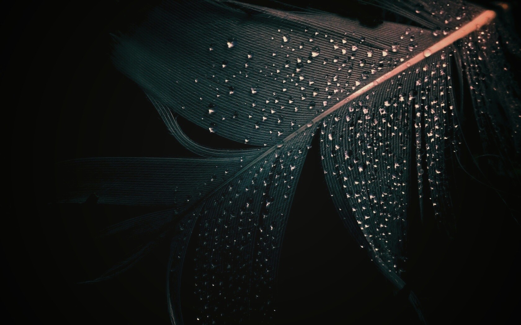 Капли на черном пере обои