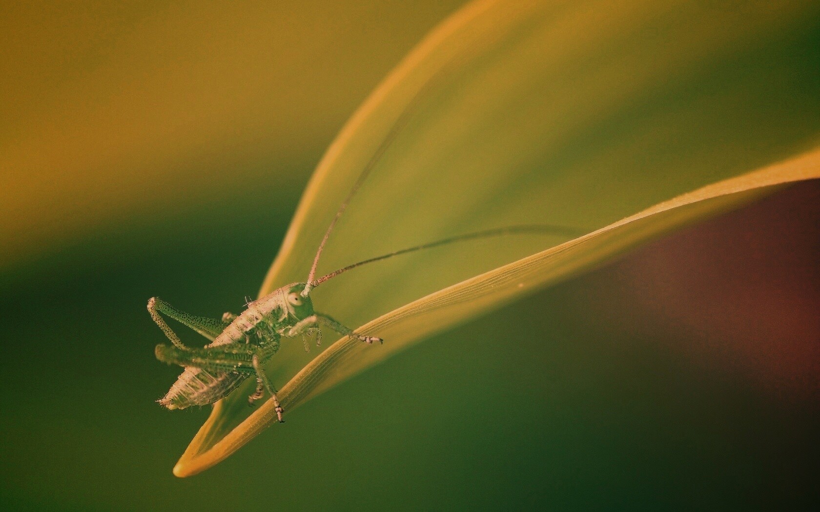 Кузнечик на листике обои