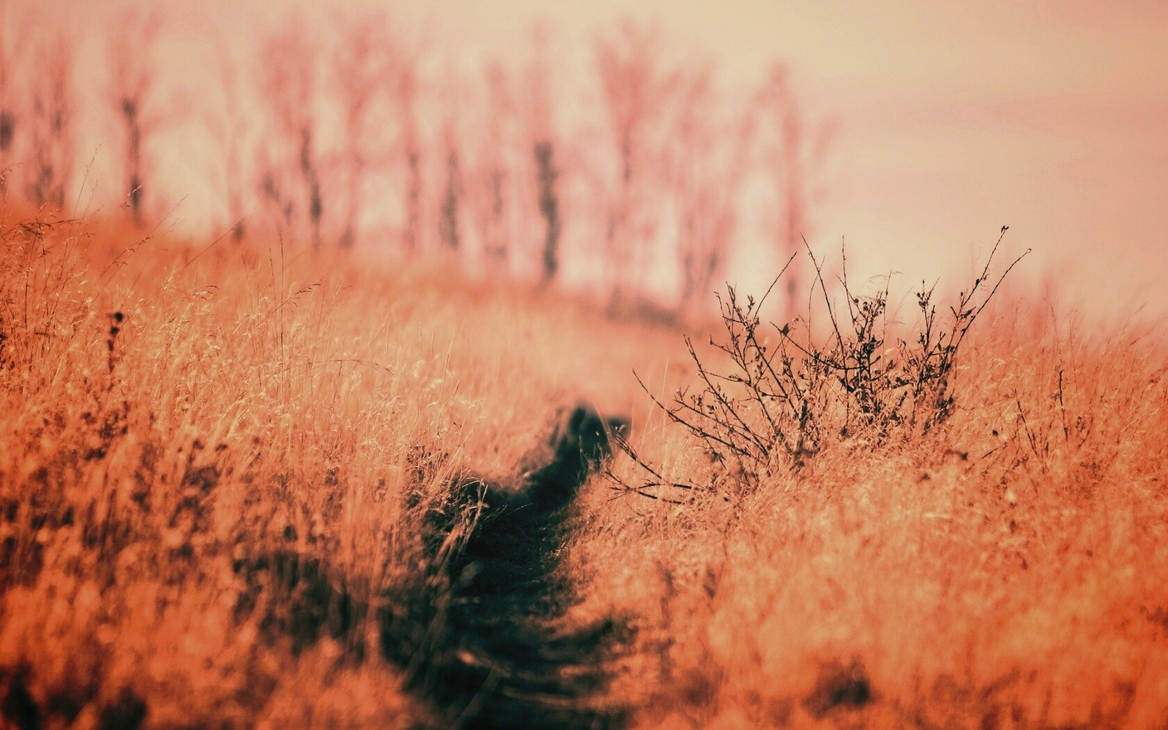 Тропинка в поле обои