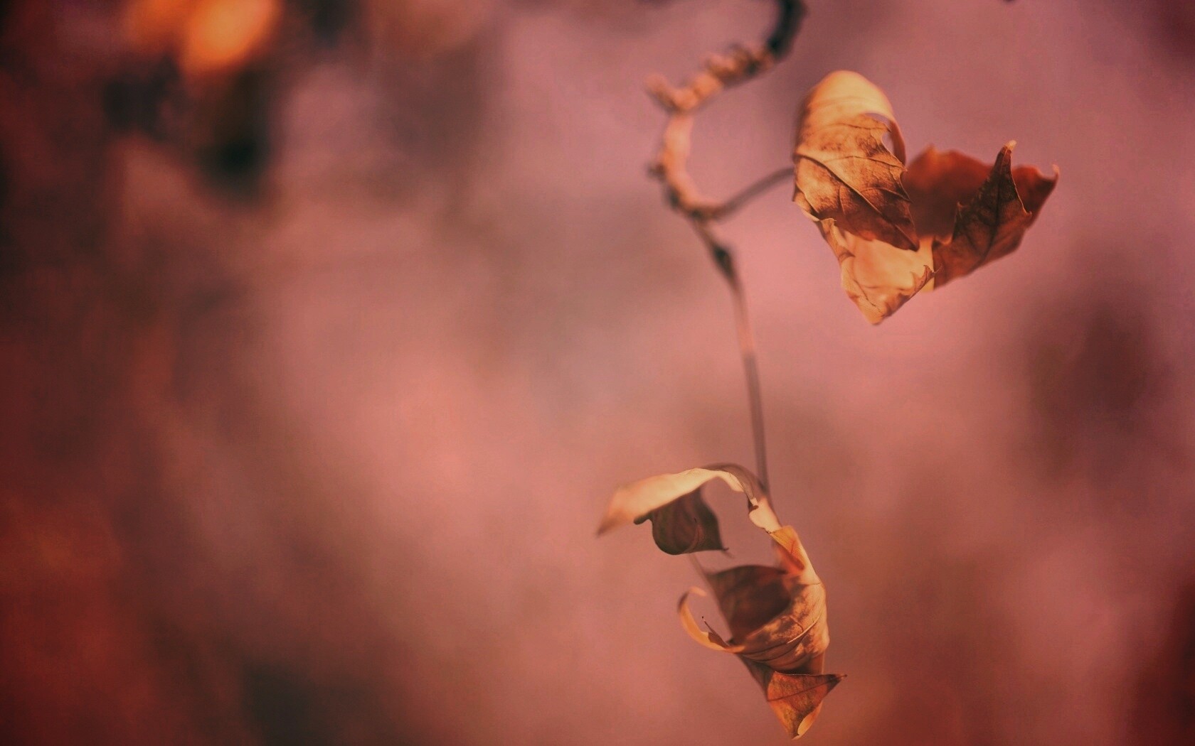 Увядшие листья обои