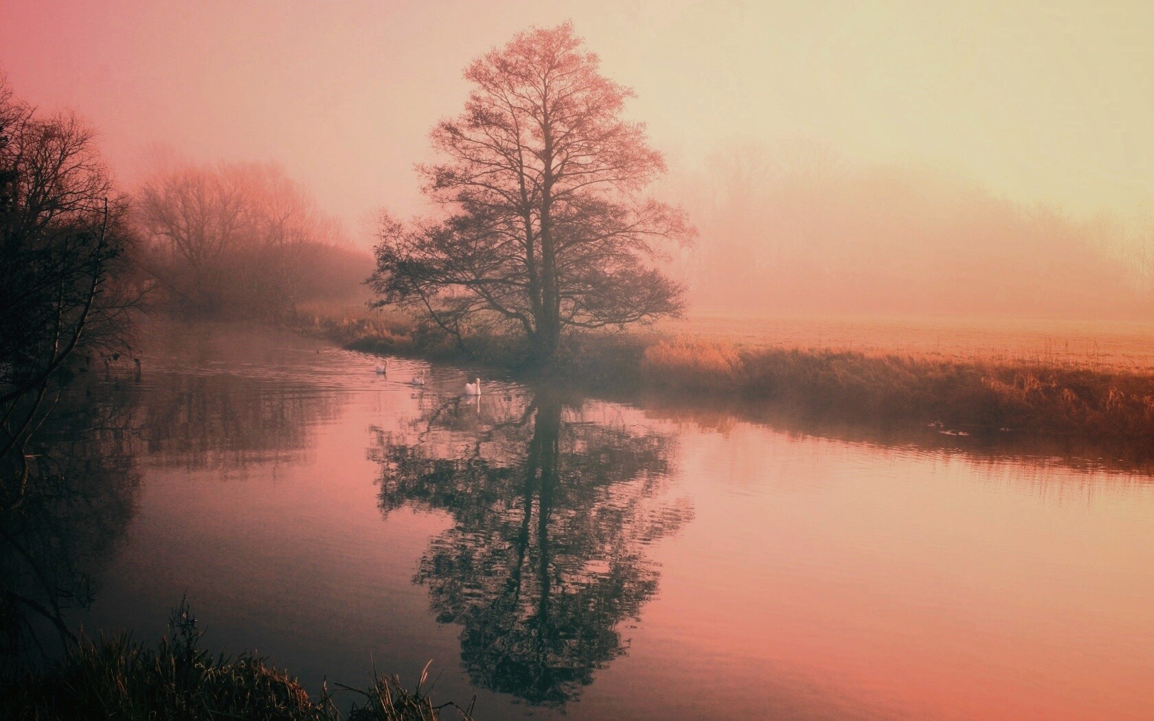 Дерево в тумане обои