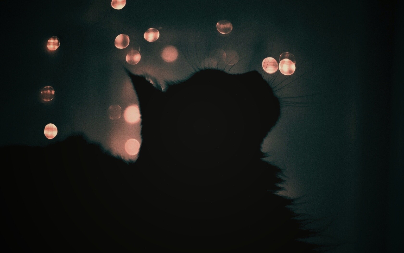 Силуэт черного кота обои