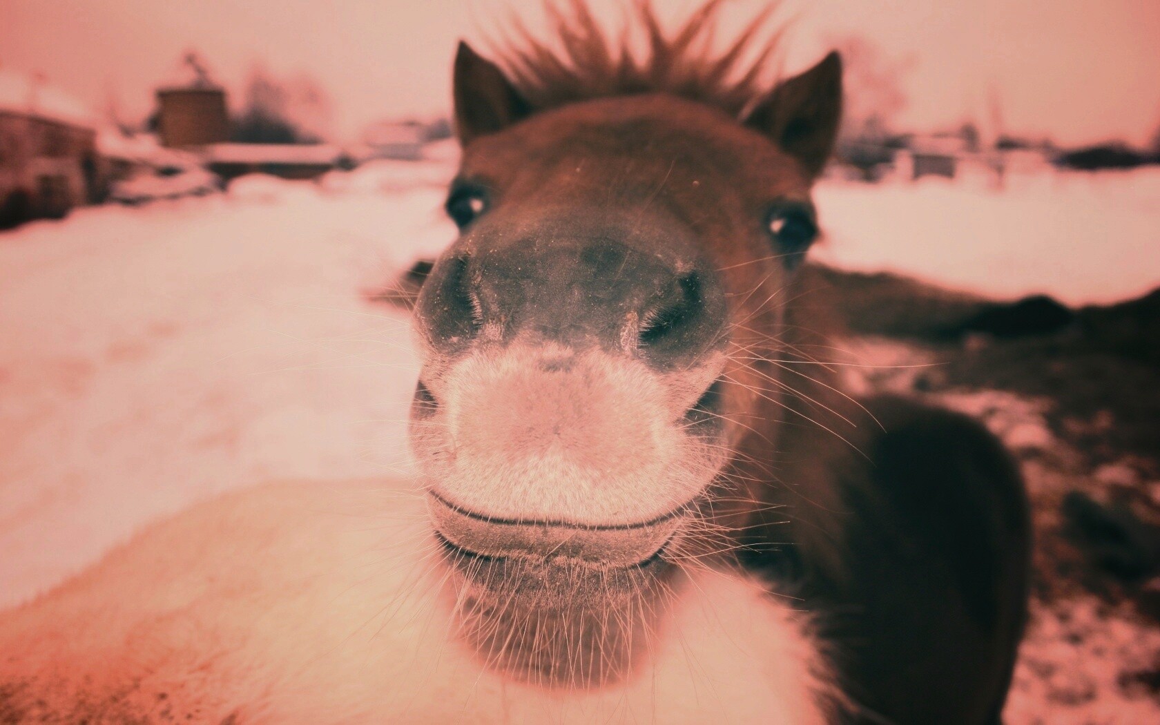 Морда пони обои