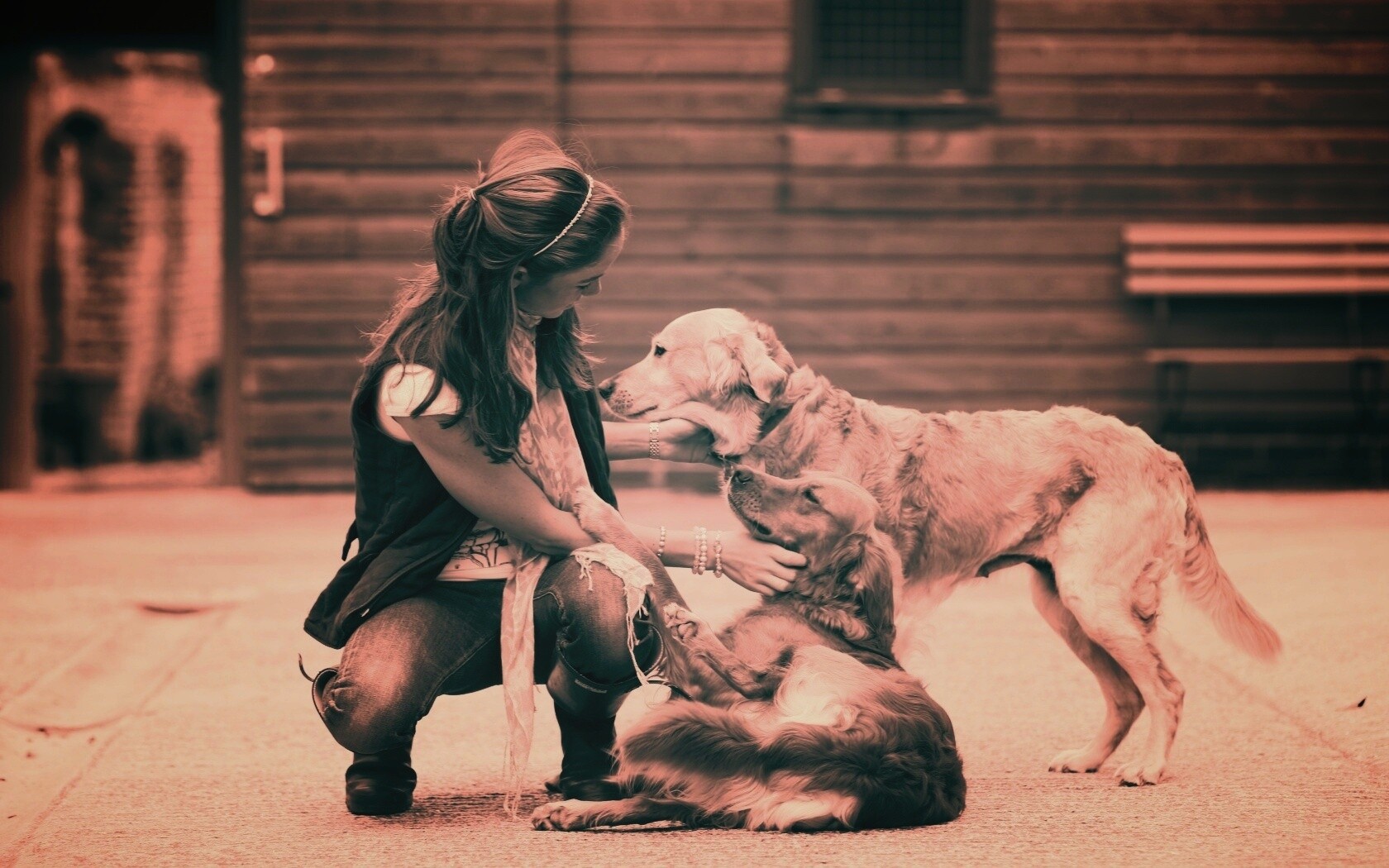 Девушка с собаками обои