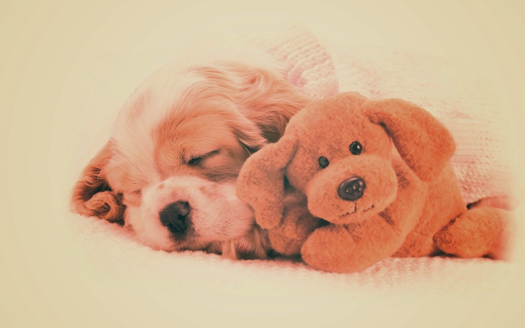 Собака спит с игрушкой обои