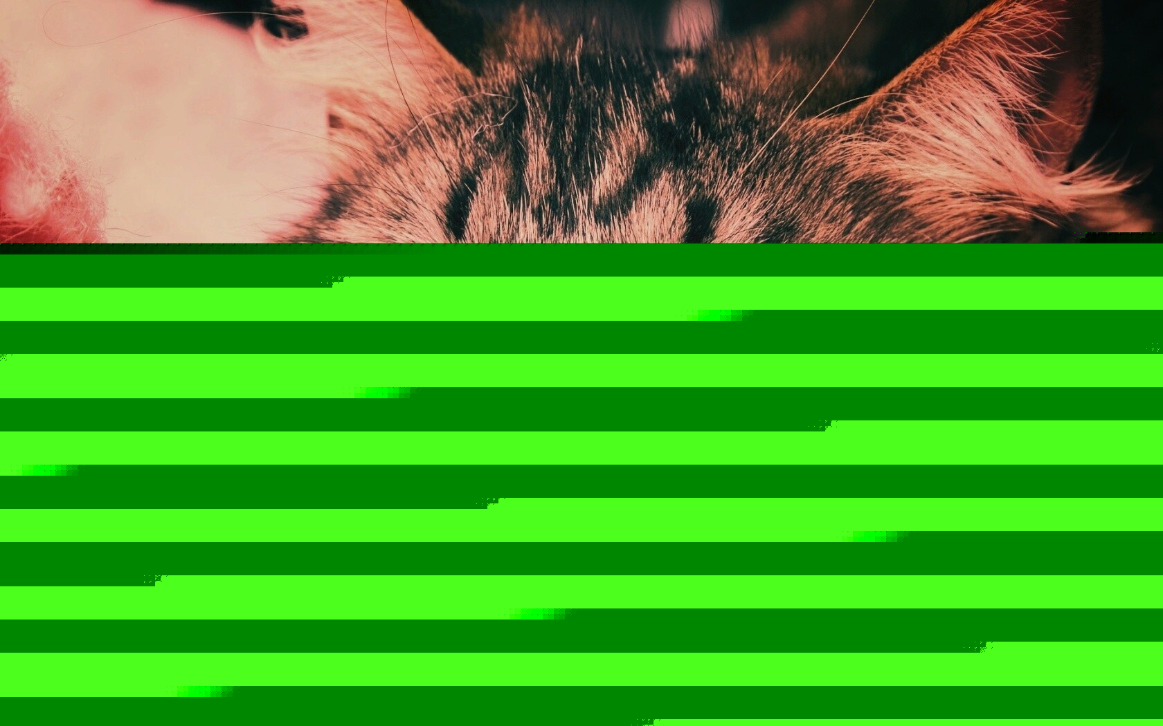 Глазастый кот обои