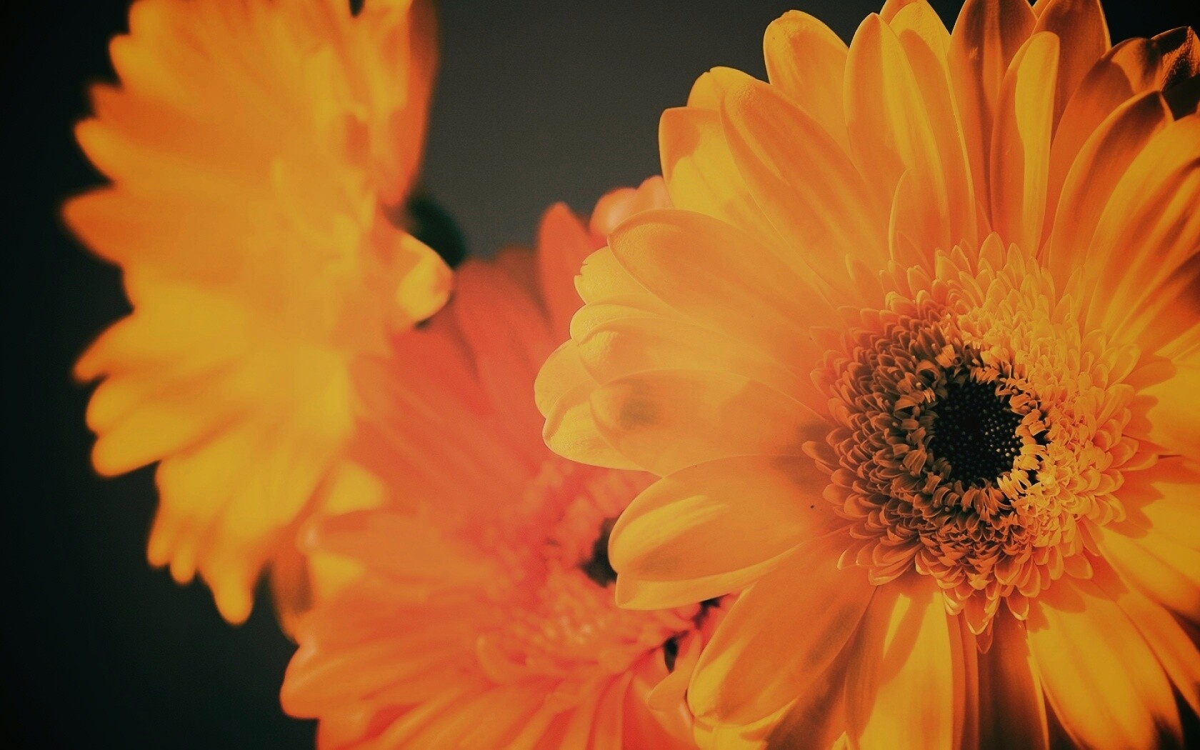 Желтый гербер обои