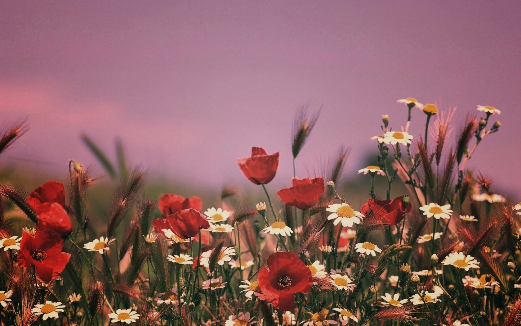 Цветы в поле обои