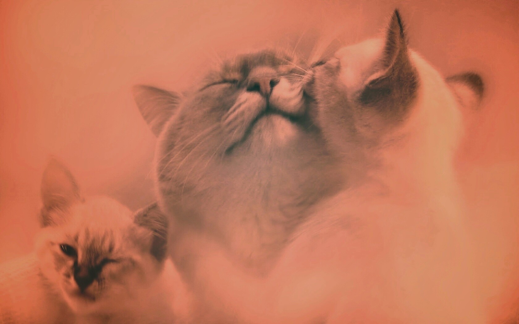 Котята с мамой обои