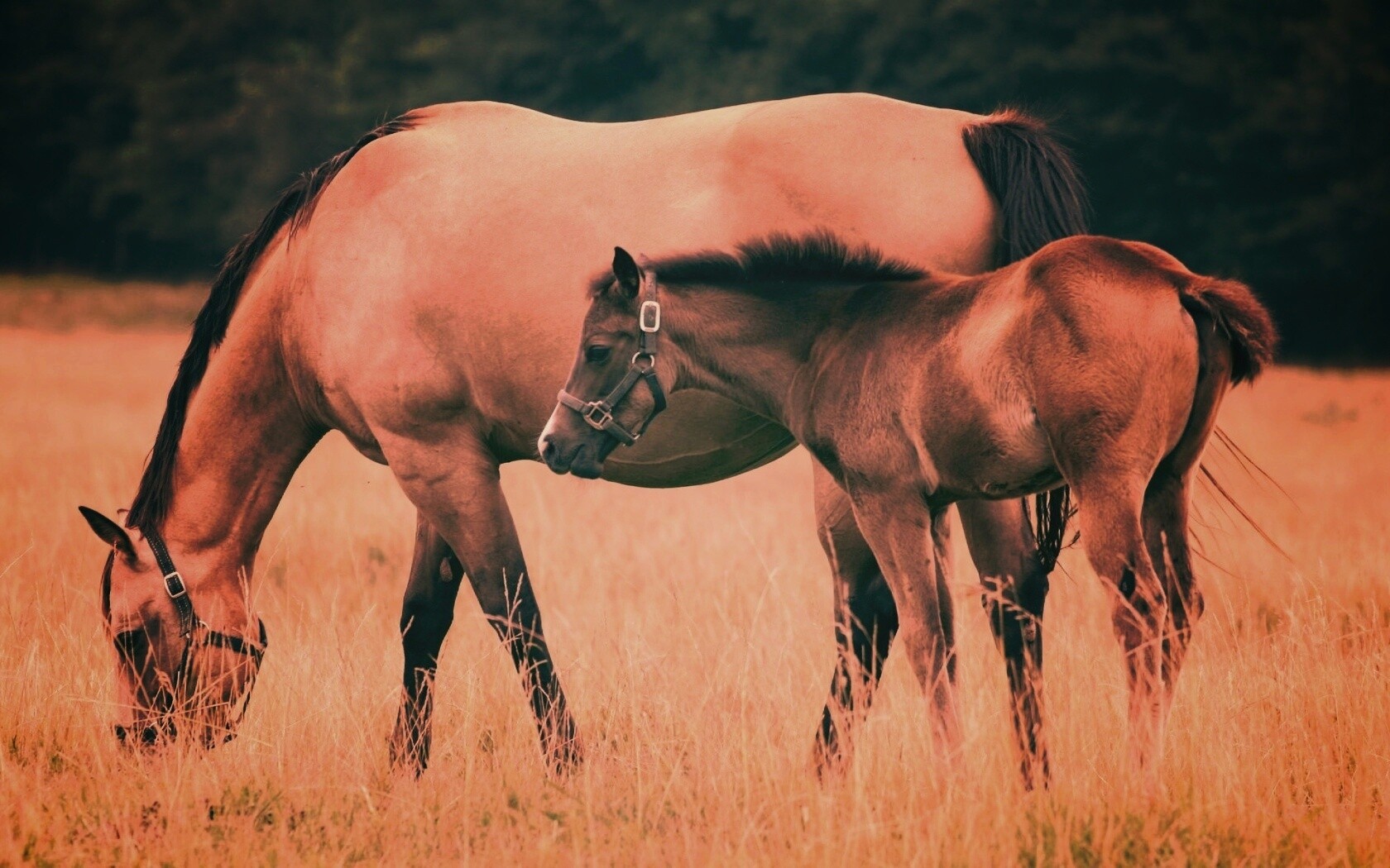 Жеребенок и беременная кобыла обои