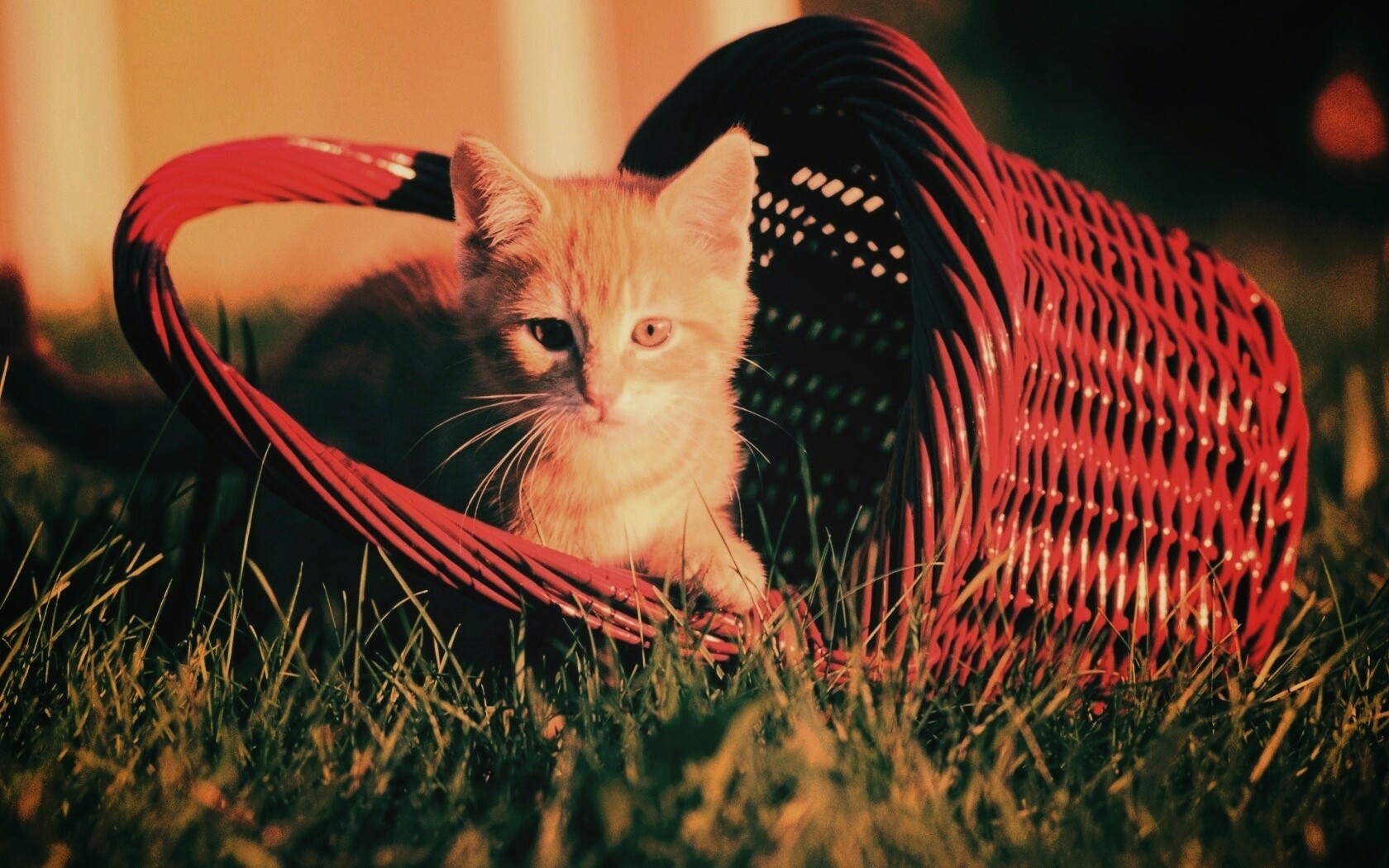 Рыжий котенок в корзине обои
