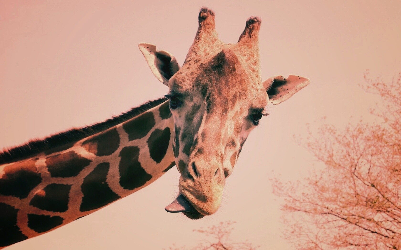 Жираф показывает язык обои