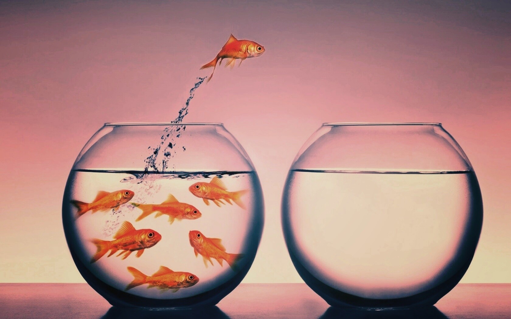 Побег рыбки обои