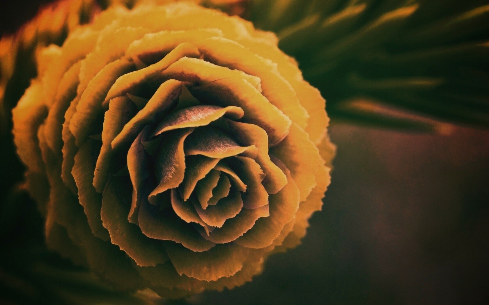 Молодая шишка обои