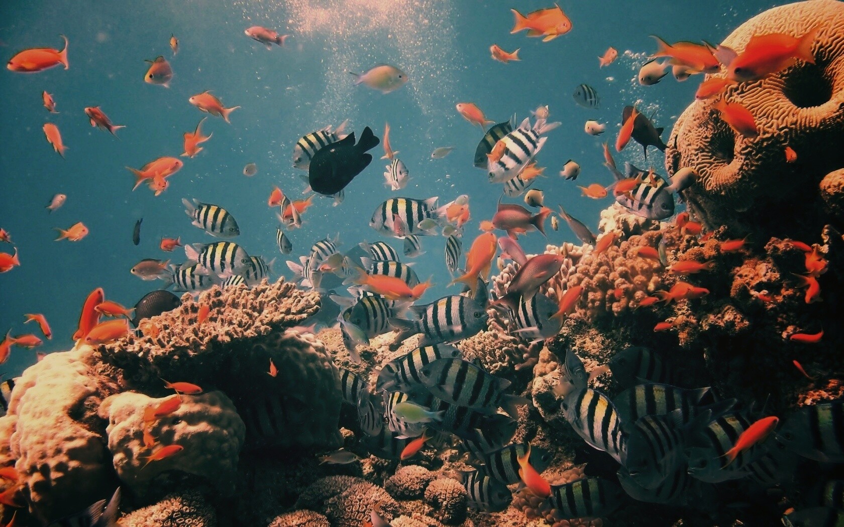 Жизнь в корраловом рифе обои
