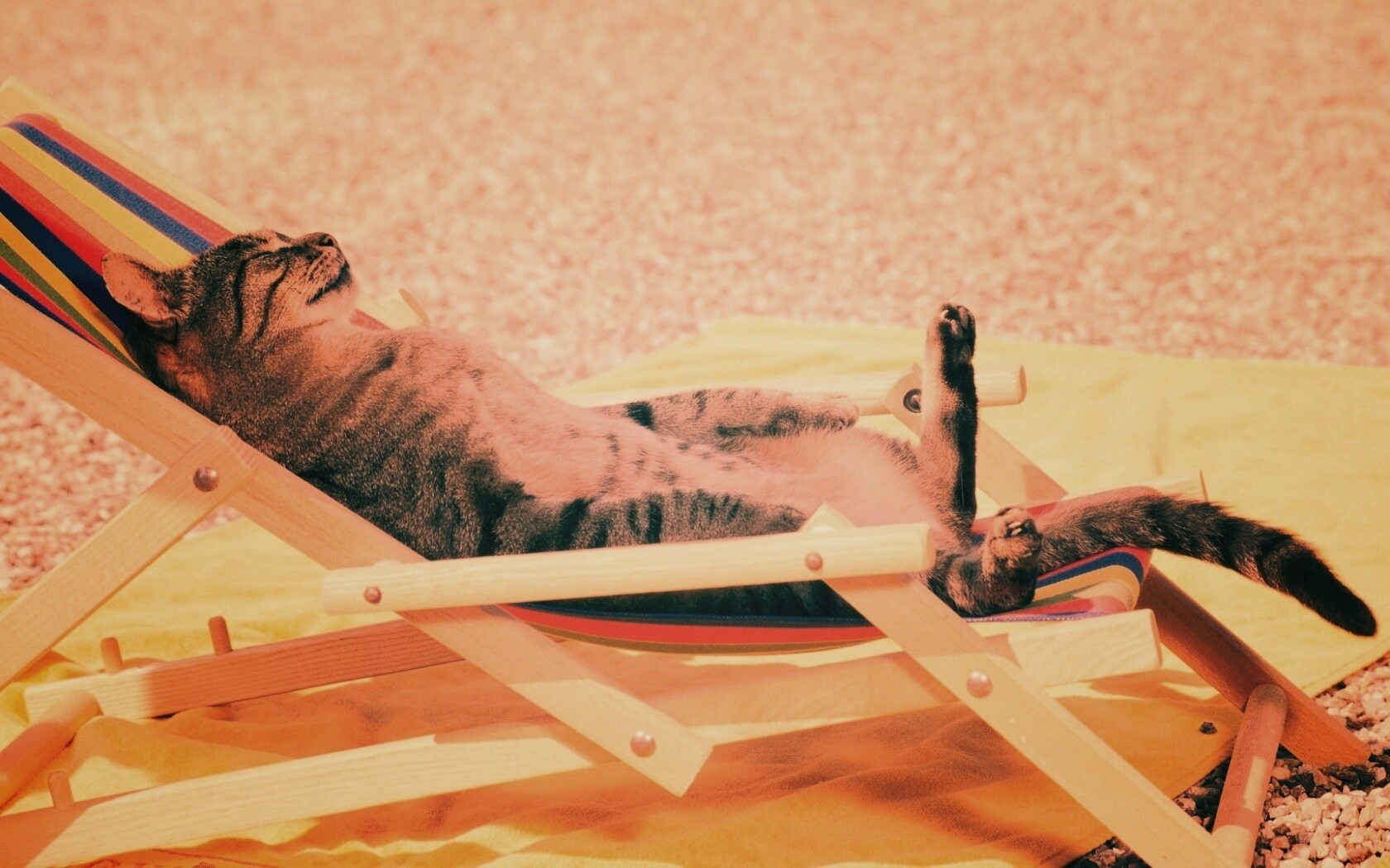 Кот в отпуске обои