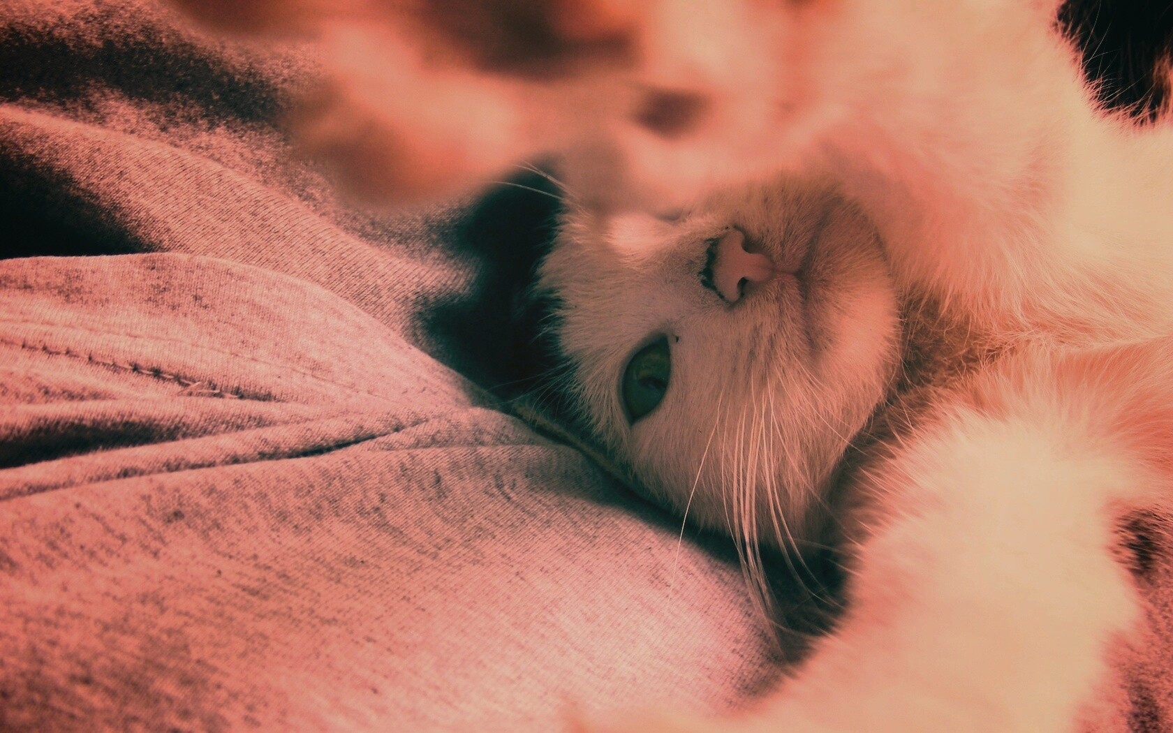 Кот фоткает сам себя обои