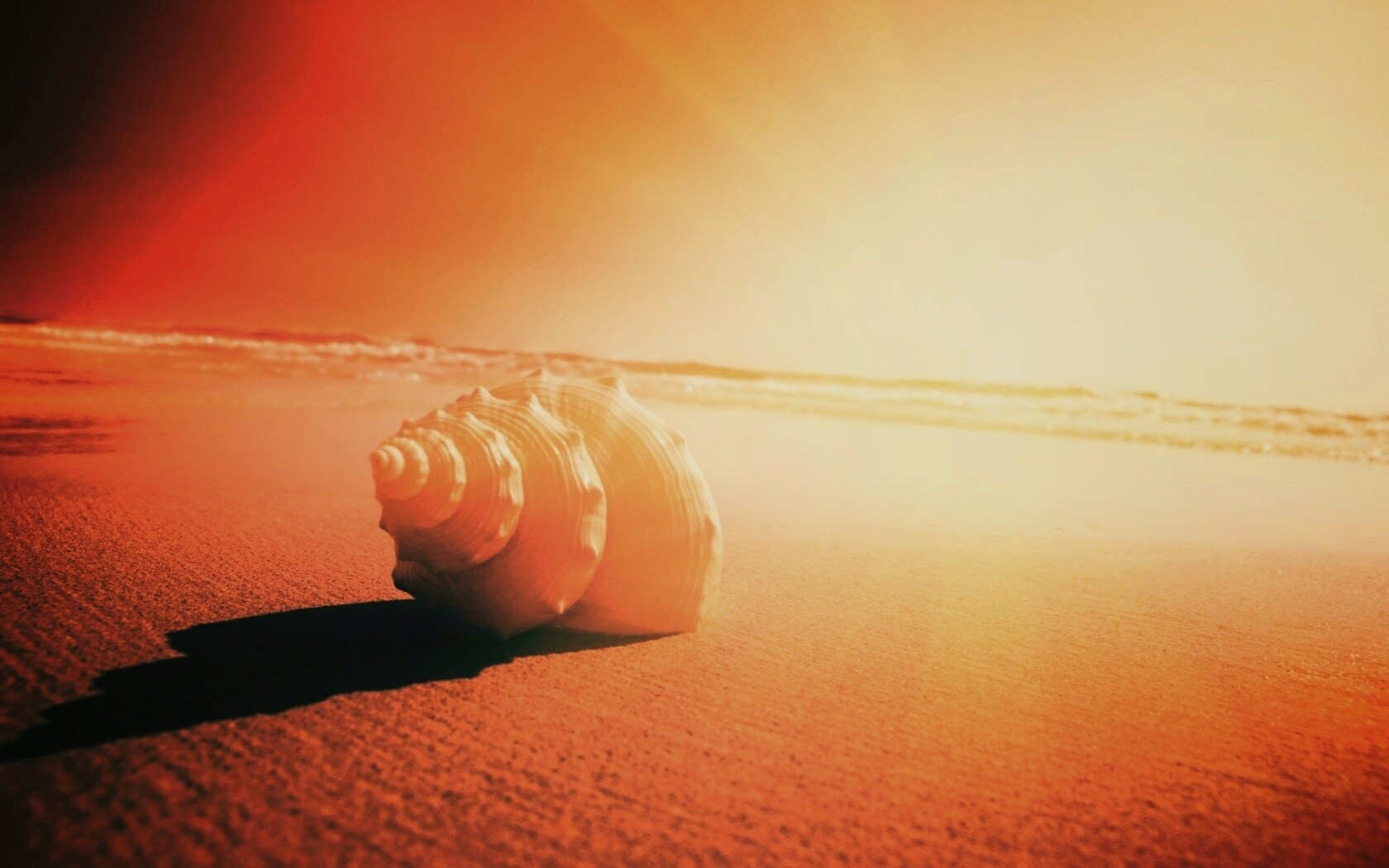 Золотистая ракушка обои