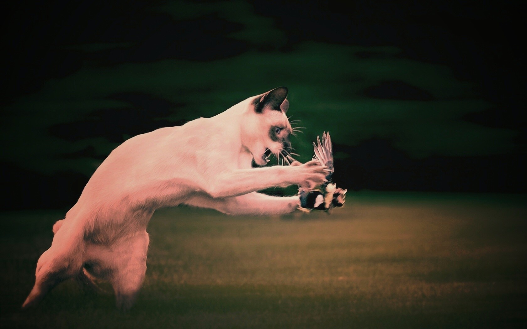 Кошка ловит птичку обои