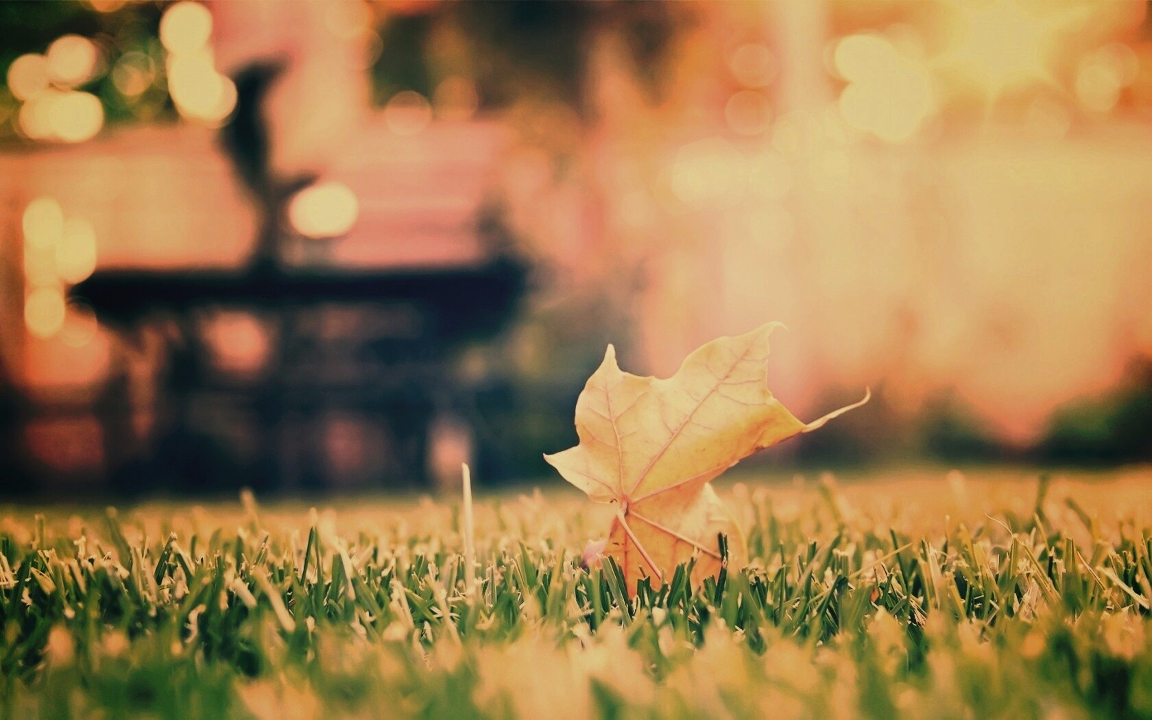 Зеленый лист на траве обои