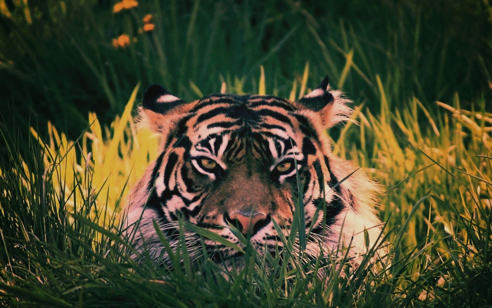 Морда тигра в траве обои