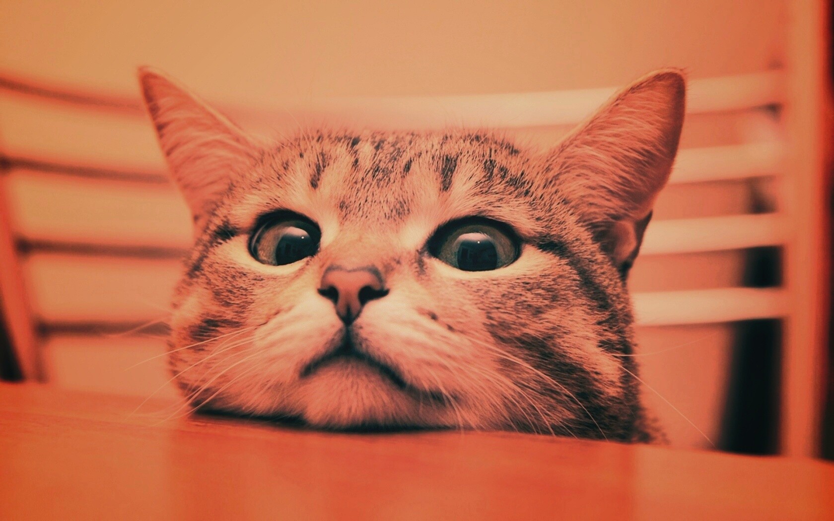 Любопытный котейка обои