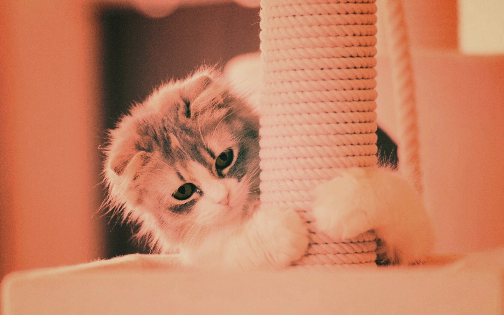 Пушистая кошка с когтеточкой обои