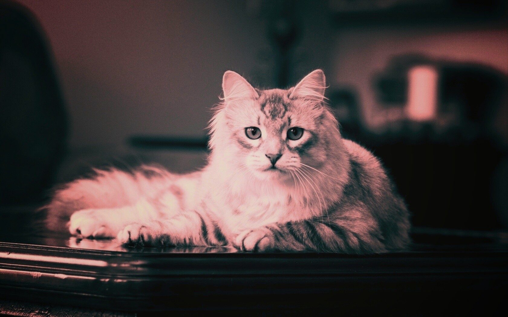 Кот благородных кровей обои