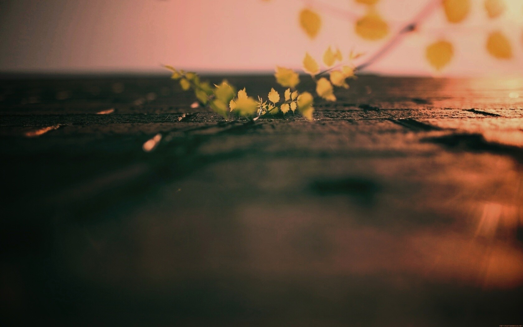 Зеленые ростки в стене обои