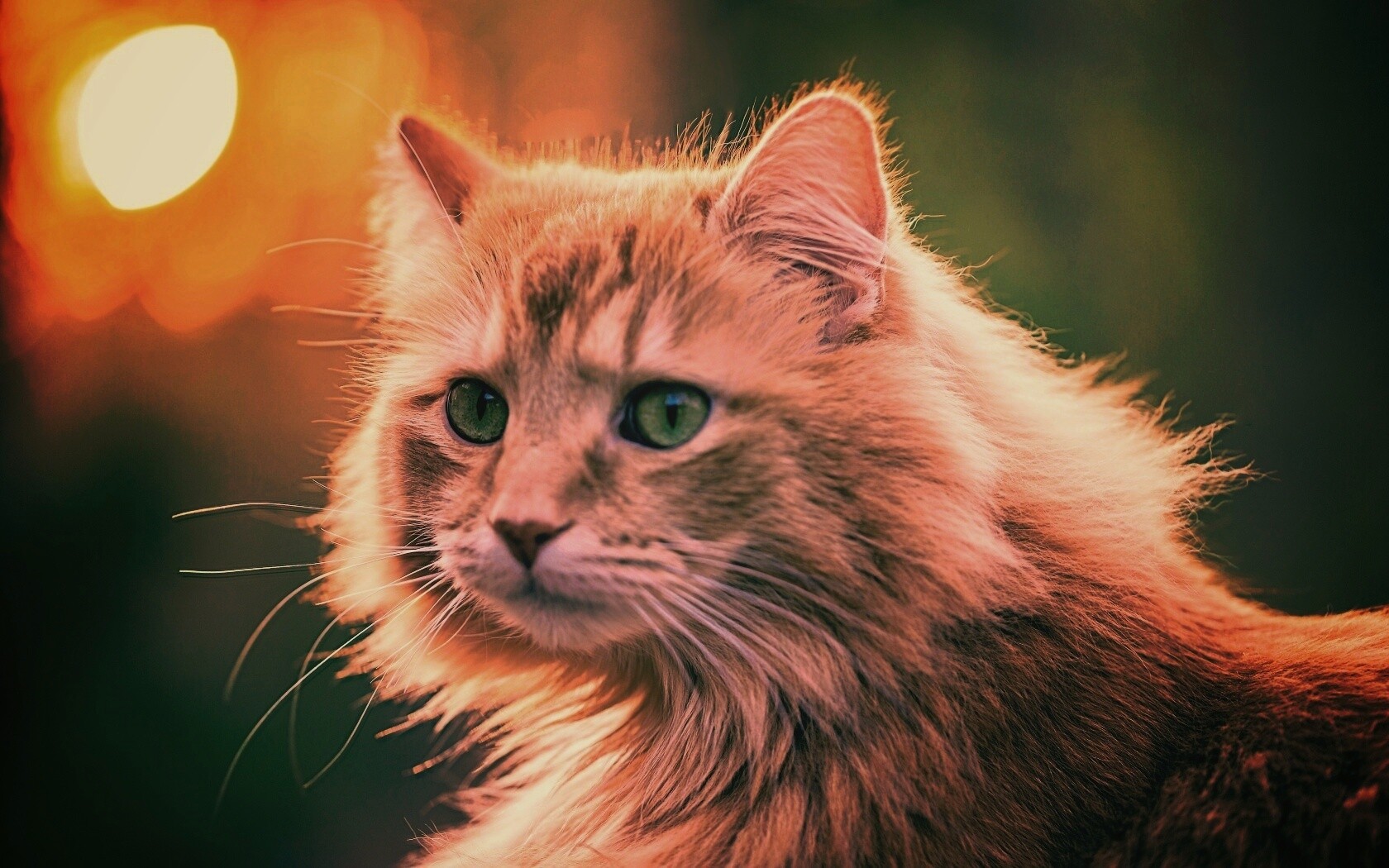 Рыжий кот в лучах солнца обои