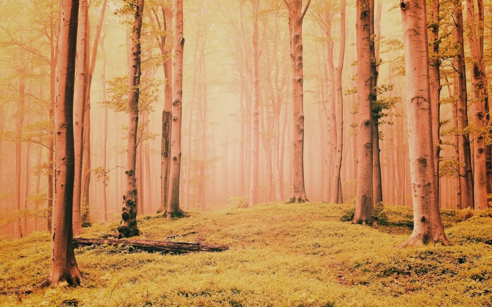 Опушка осинового леса обои