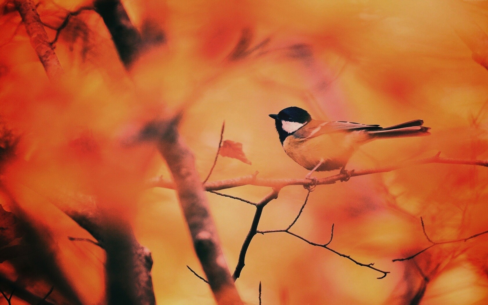 Синичка в желтой листве обои