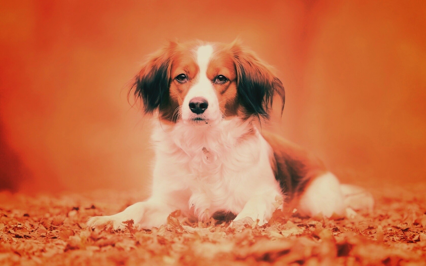 Собака на ковре из осенних листьев обои