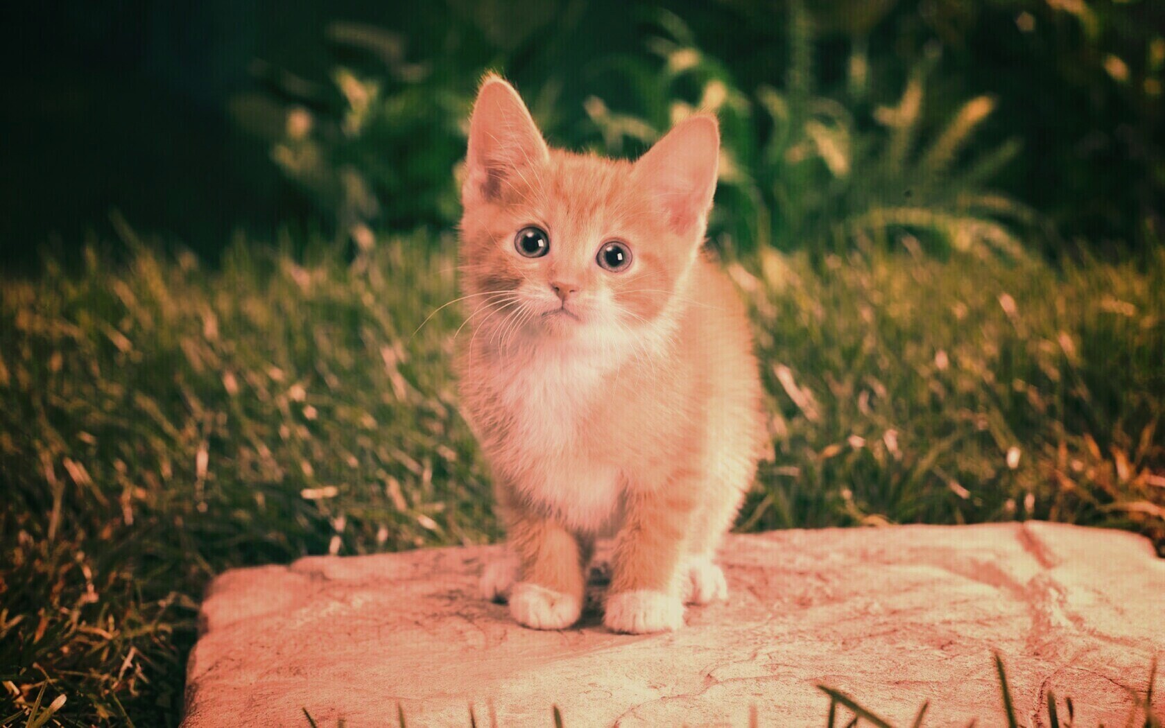 Котенок в саду обои