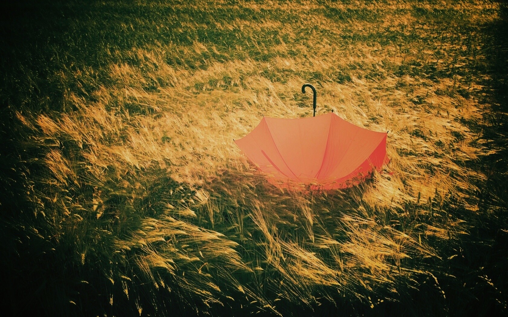 Зонт на траве обои