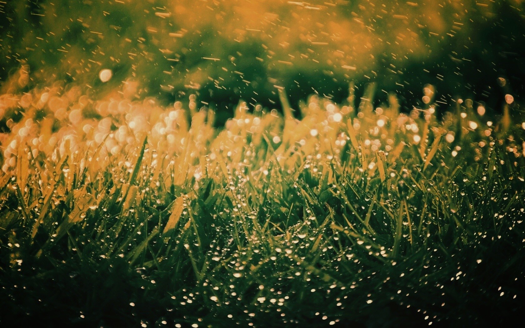 Роса на траве обои